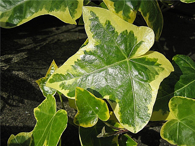 Informationen zur Pflege einer bunten Efeupflanze