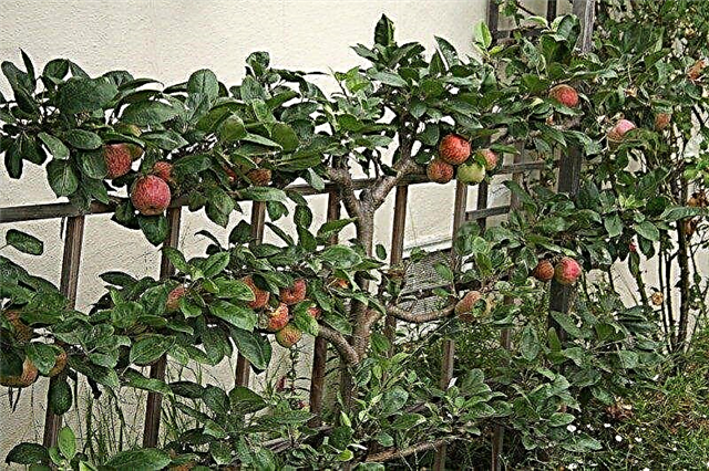 Como Espalier: Instruções para o treinamento de árvores de fruto