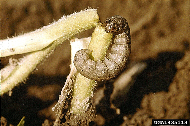 Hoe zich te ontdoen van snijwormen - Omgaan met schade aan snijwormen