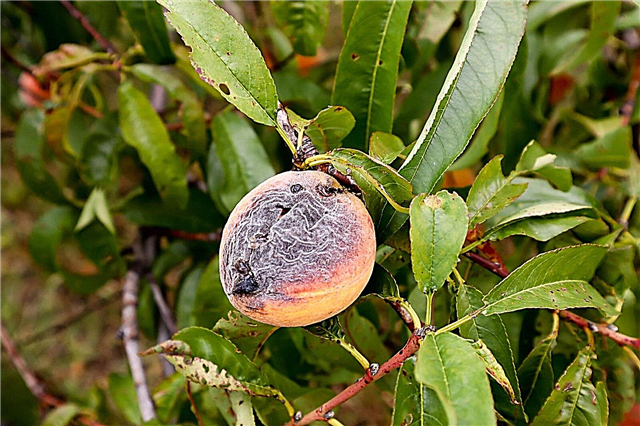 Vanlige ferskenesykdommer: Peach Tree Care for syke trær