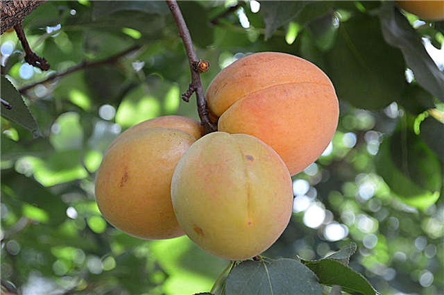 Aprikoosipuu mittetootmise põhjused
