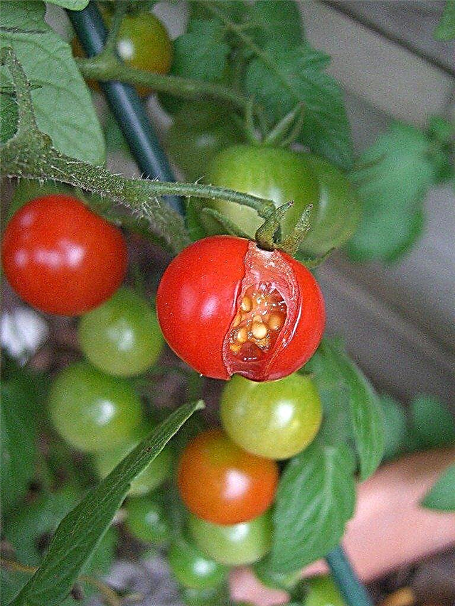 معلومات حول أسباب انقسام الطماطم وكيفية منع تكسير الطماطم