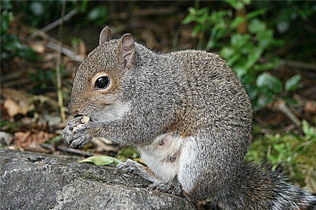 Ce qui éloigne les écureuils: comment garder les écureuils hors du jardin