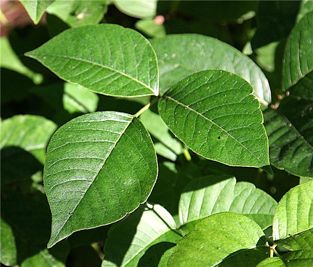 Poison Ivy Kontrol: Poison Ivy kurtulmak için nasıl
