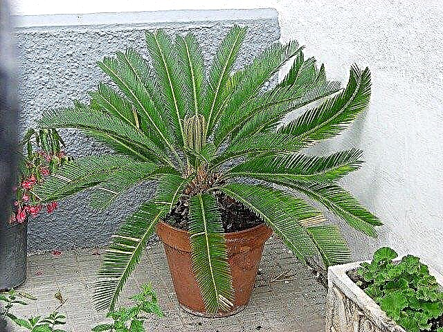 Skal du beskære Sago-palmer: Sådan beskæres en Sago-palme
