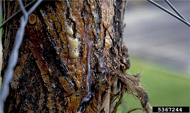 Mit Nassholz infizierte blutende Bäume: Warum versickern Bäume mit Saft?