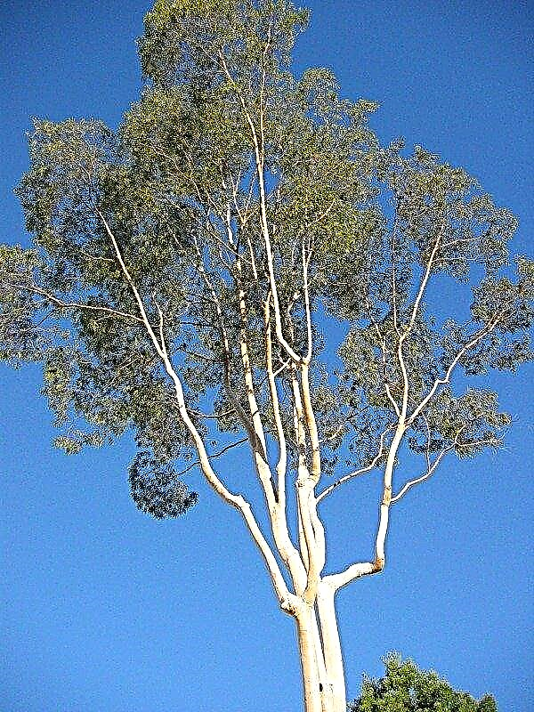 Eucalyptusboomverzorging - Tips voor het kweken van eucalyptus