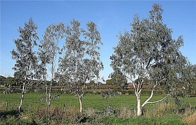 Tunderea eucaliptului - sfaturi despre cum se taie plantele de eucalipt