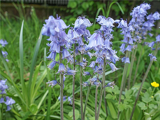 Büyüyen Virginia Bluebells - Virginia Bluebell Çiçekler Nedir