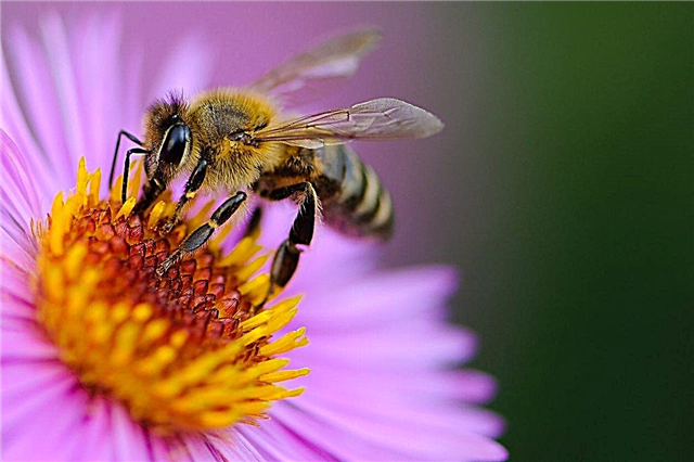Patarimai, kaip pritraukti bites - augalai, kurie pritraukia bites į sodą