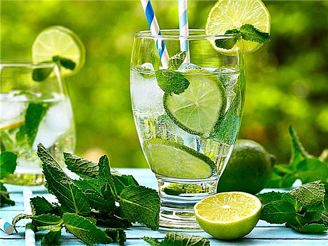 Containere de grădină Cocktail: Ingrediente în creștere pentru băuturi și cocktail-uri