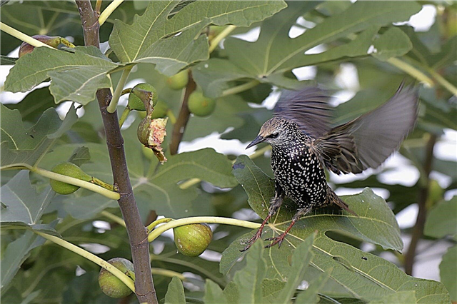 Comment protéger les arbres fruitiers des oiseaux