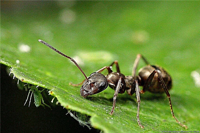 Како да се ослободим мрава у свом башту?