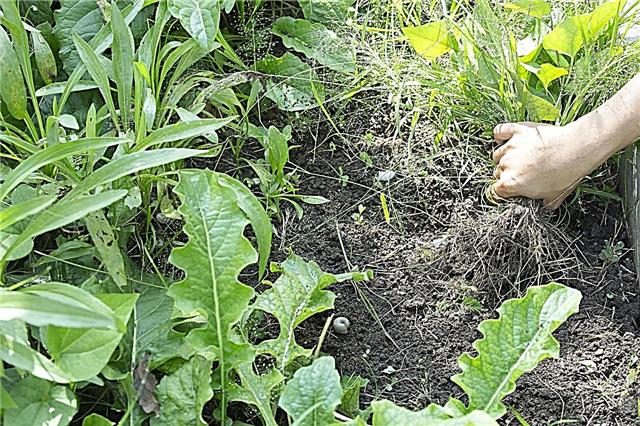 잡초 식별 제어 : 토양 상태의 지표로서 잡초
