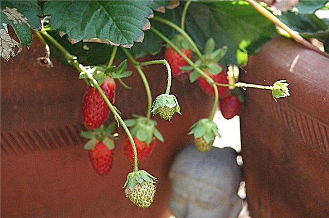 Δοχεία Berry - Μούρα που μεγαλώνουν σε ένα εμπορευματοκιβώτιο