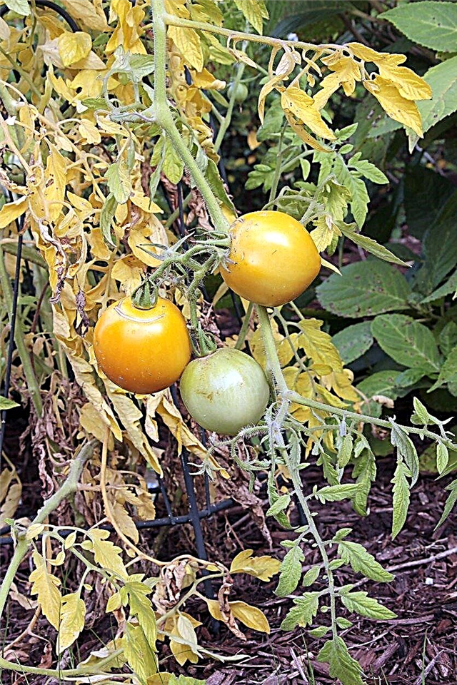 Frunzele de tomate devenind galbene - Ceea ce cauzează frunzele de tomate galbene