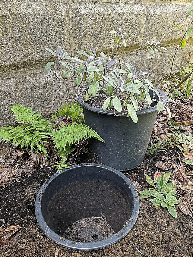 Planter des pots dans des pots: jardiner avec la méthode du pot en pot