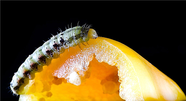 Worms On Peppers: Co je to jíst moje papriky?