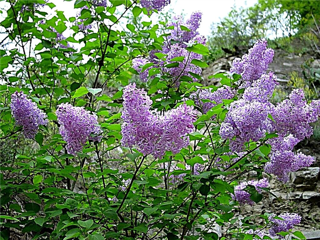 Razones por las que un arbusto lila no está floreciendo y cómo solucionarlo