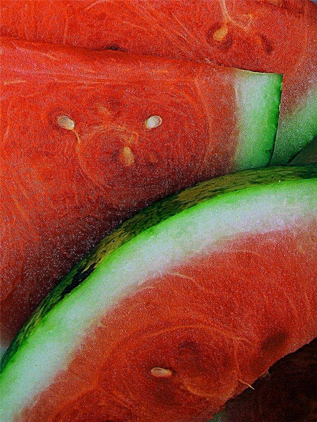 Hoe een rijpe watermeloen te kiezen