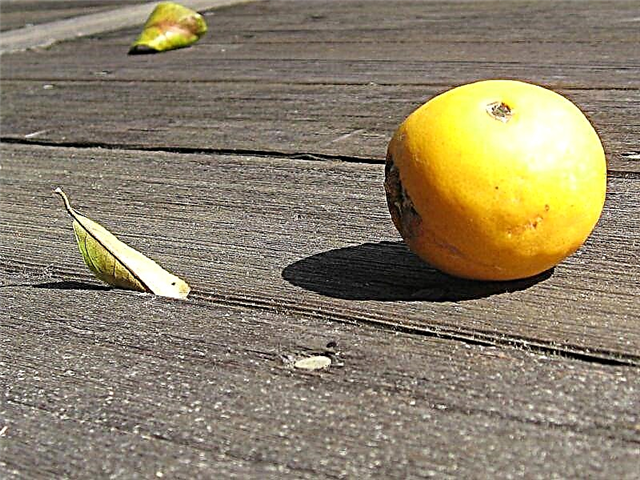 Tudja meg, hogy mi okozza a citrusfa leesését