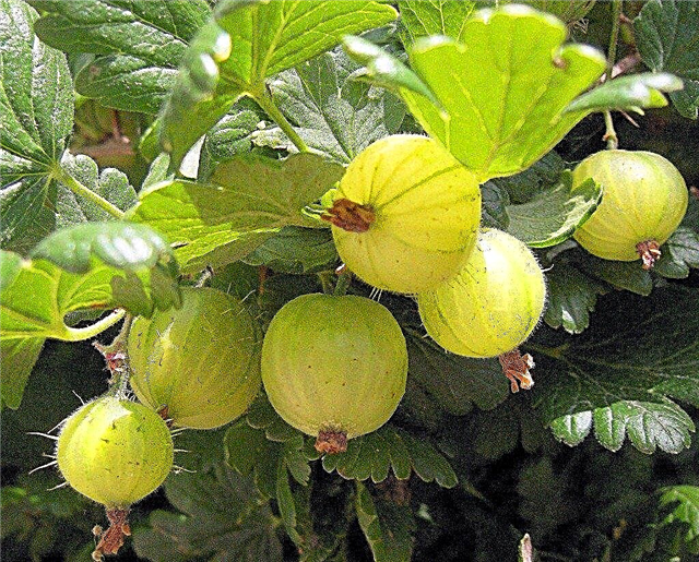 Отглеждане на цариградско грозде - съвети за отглеждане на храсти от гъша ягода
