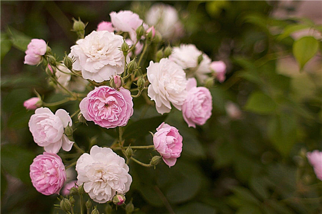 بدء حديقة الورود - رعاية شجيرات الورد