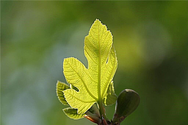 Manutenção da Figueira - Como cultivar figos