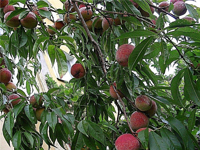Persiku koku kopšana: kā audzēt persikus