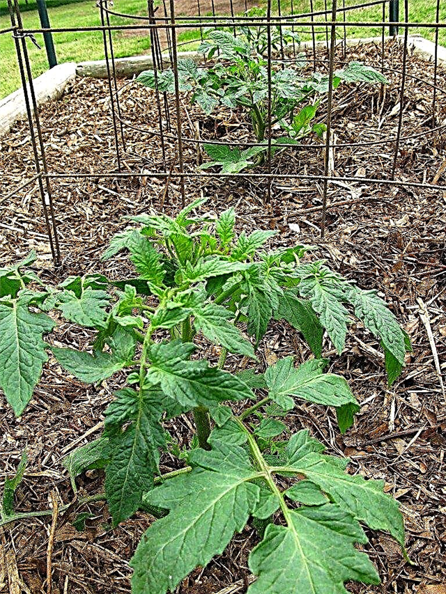 Hacer jaulas de tomate - Cómo construir una jaula de tomate