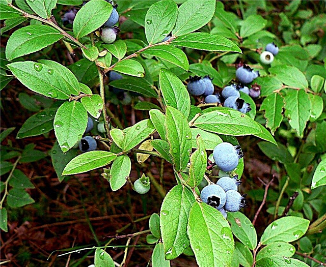 Blueberry Plant Snoeien: hoe bosbessen te snoeien
