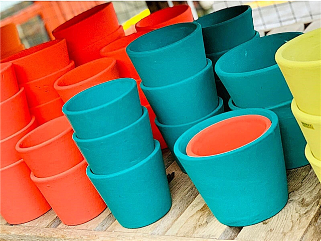 Cor e plantas dos recipientes - é a cor dos vasos de plantas importante