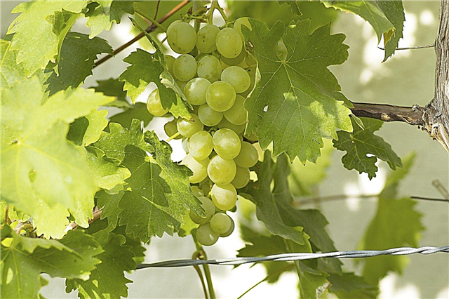 Come piantare l'uva - coltivazione di viti in giardino