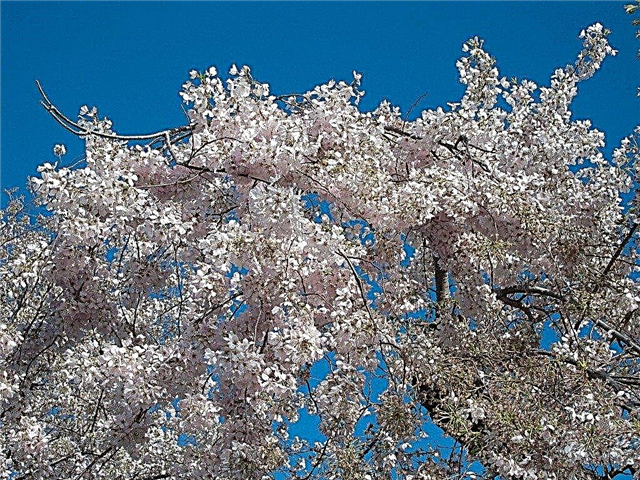 Kirschbaumpflege - Wie man Kirschbäume züchtet