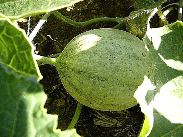 Výsadba melounů: informace o pěstování melounů