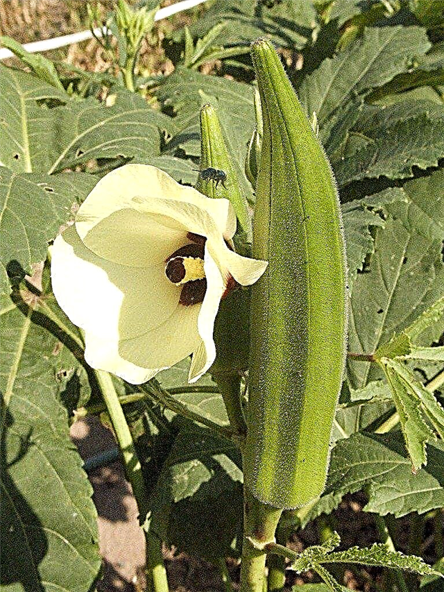 Plantio de quiabo: Como cultivar quiabo