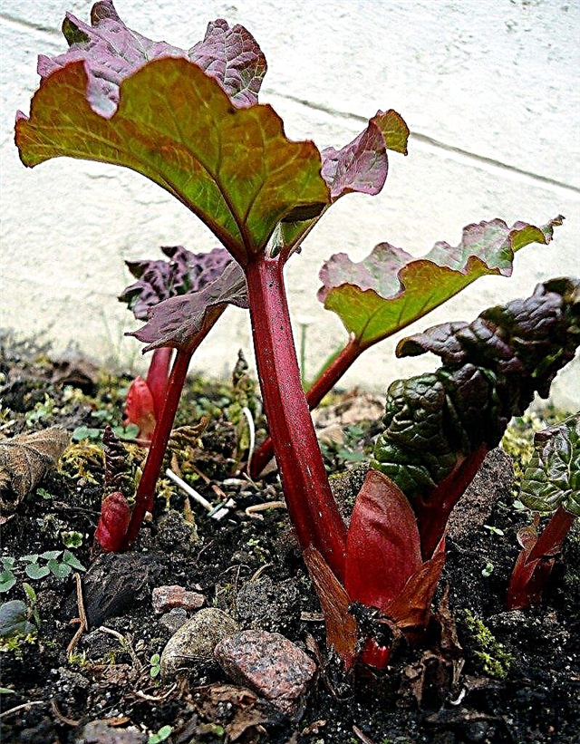 Planter de la rhubarbe: comment faire pousser de la rhubarbe