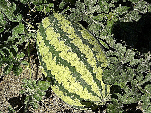 Tipps für den Anbau von Wassermelonen in Gärten
