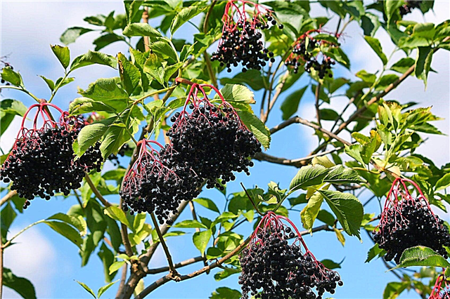 Sajenje elderberryja - nega drevesnice