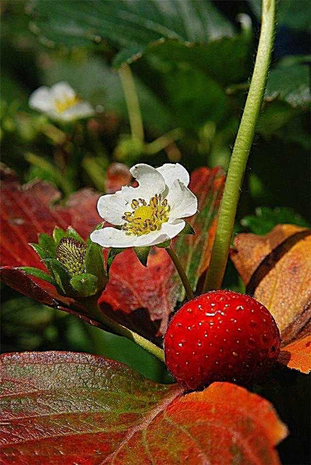 Anbau-Tipps für Erdbeerpflanzen