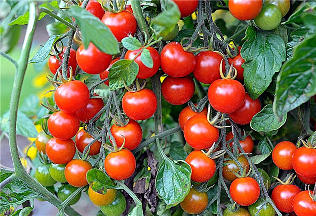 Cultivarea tomatelor cherry - plantarea și culesul roșiilor cherry
