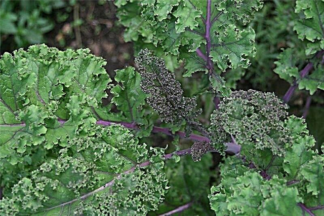 Growing Kale: Maklumat Cara Menanam Kale