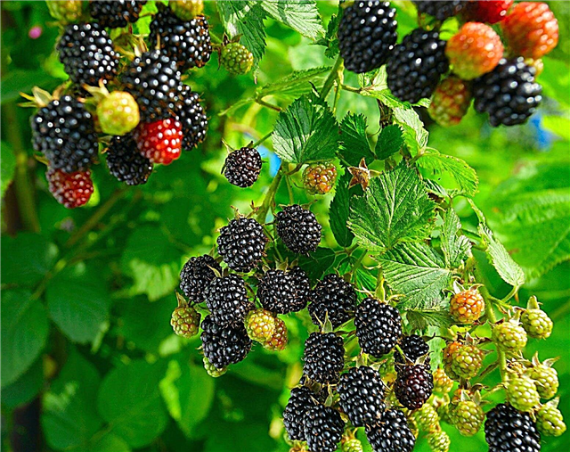 Blackberry Plant Care: Information om växande Blackberry-buskar