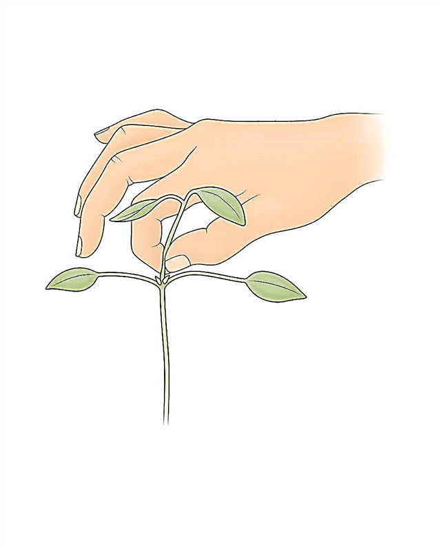Pincer en arrière: conseils pour pincer une plante