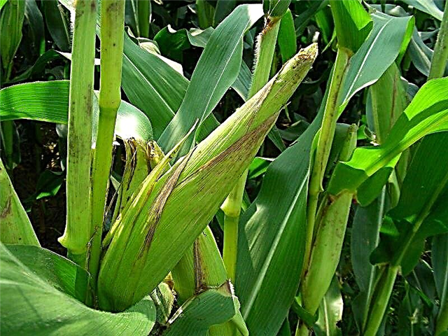 Cómo cultivar maíz dulce en el jardín