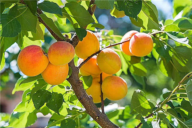 Pleje af abrikostræer: abrikostræ vokser i havehaven