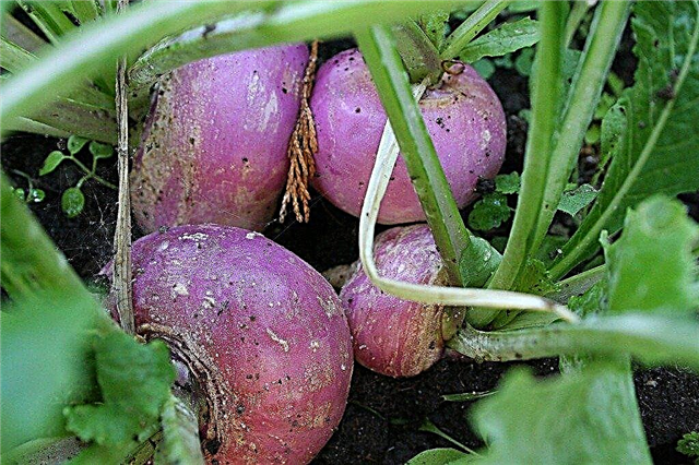 Tips Untuk Turnips Tumbuh Di Taman Anda