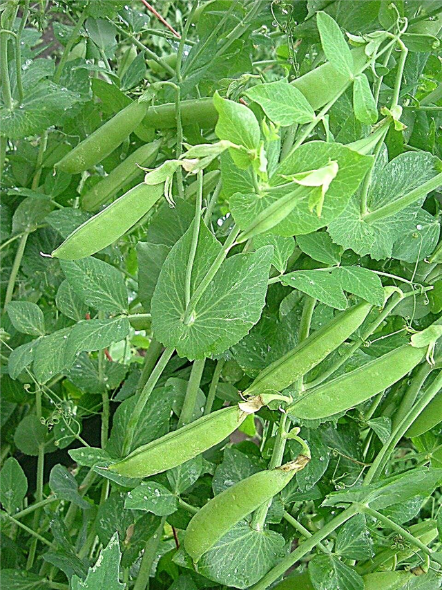 Growing Snap Peas - Hur man odlar Snap Peas