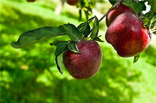 دليل زراعة شجرة التفاح: زراعة شجرة التفاح في الفناء الخاص بك