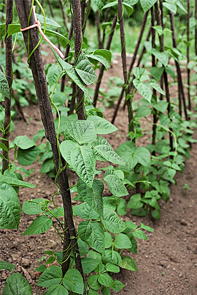 Supports de haricots poteaux: comment planter des haricots poteaux